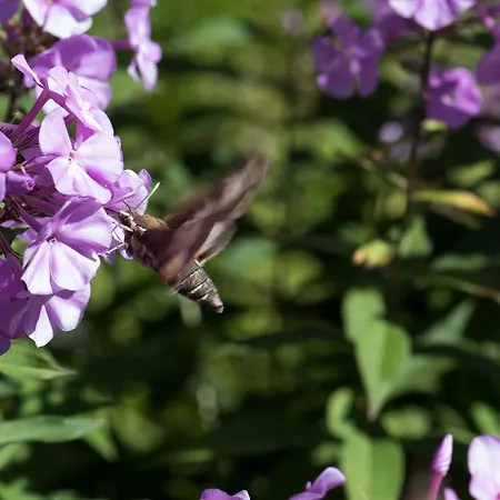 Casa Curgnun 21 Collenberg - 61m2 Für Max. 4 Pers. * Morissen