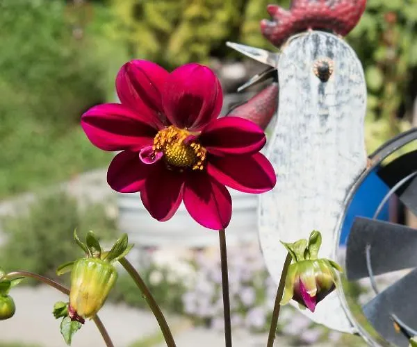 Apartamento Casa Curgnun 21 Collenberg - 61m2 Für Max. 4 Pers. *