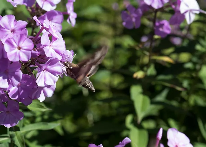 Casa Curgnun 21 Collenberg - 61m2 Für Max. 4 Pers. * Morissen